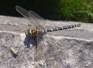 Dragon fly smal